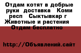 Отдам котят в добрые руки, доставка - Коми респ., Сыктывкар г. Животные и растения » Отдам бесплатно   